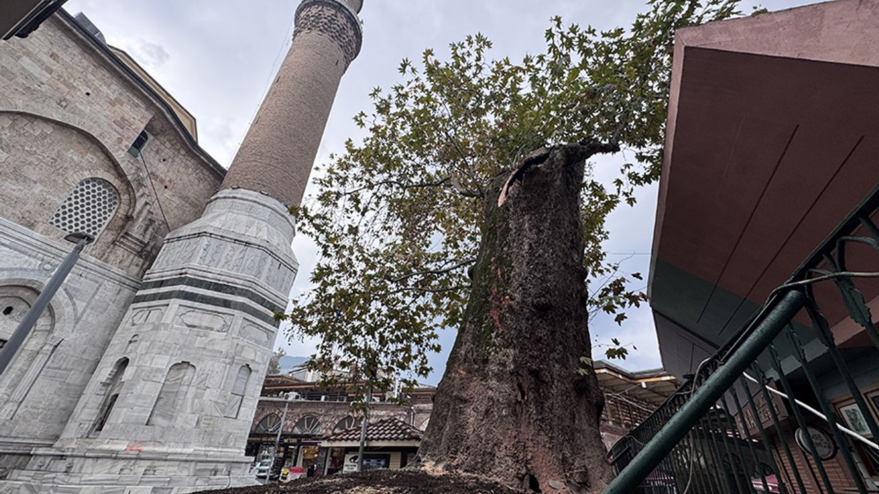 Bursa Ulu Camii’ndeki tarihi çınar ağacının dalı koptu Bursa Ulu Camii’ndeki tarihi çınar ağacının dalı koptu