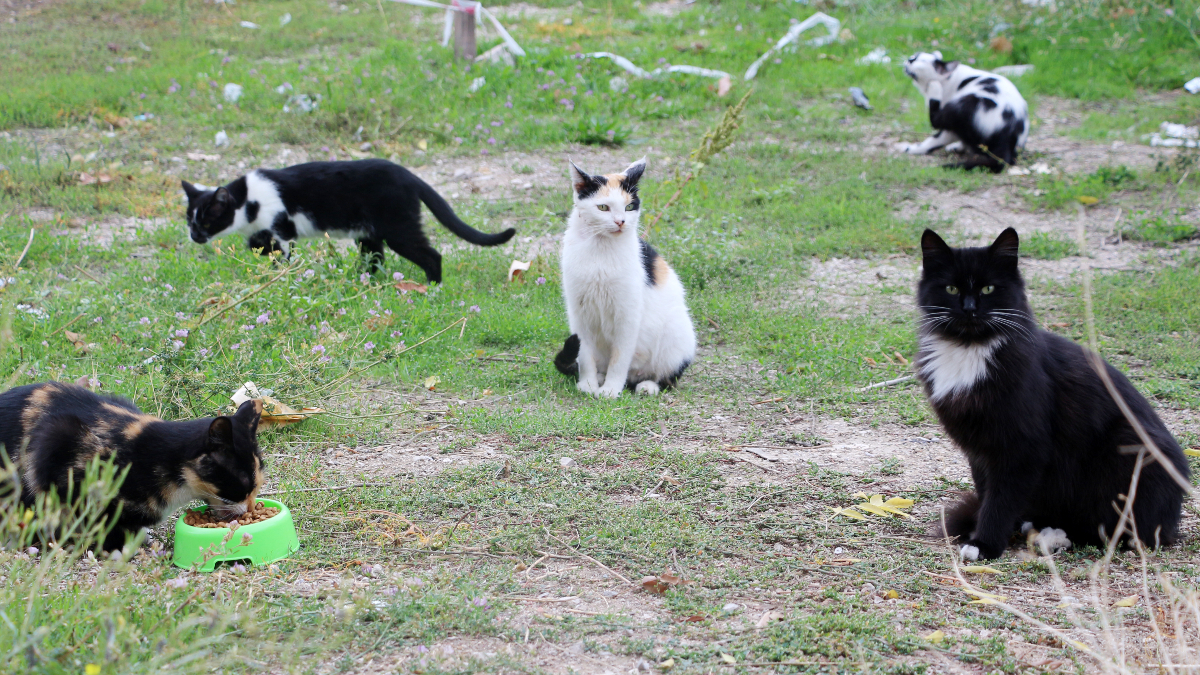 Isparta Valisi: Kedilerin Uzuvlarının Kesildiği İddiaları Isparta Valisi: Kedilerin Uzuvlarının Kesildiği İddiaları