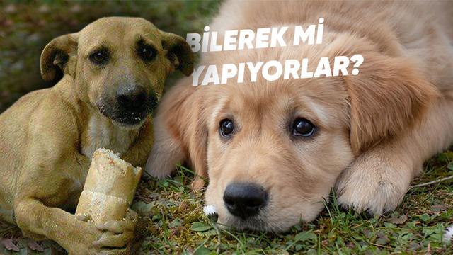 Köpeklerin Üzgün Bakışlarının Bilimsel Nedenleri Köpeklerin Üzgün Bakışlarının Bilimsel Nedenleri