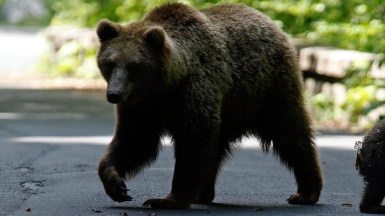 Japonya’da Ayı Saldırıları Nedeniyle Ölü Sayısı 10’a Ulaştı Japonya’da Ayı Saldırıları Nedeniyle Ölü Sayısı 10’a Ulaştı