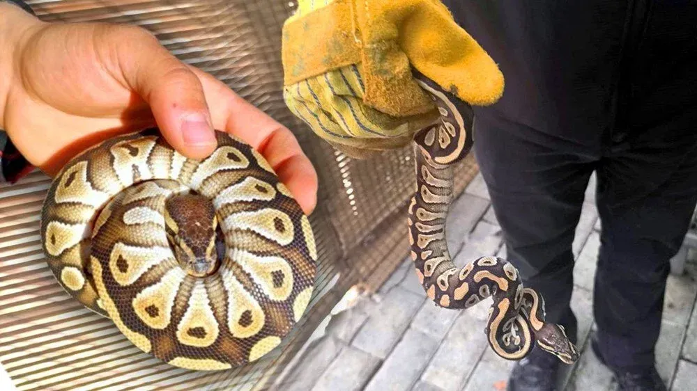 Konya’da Asayiş Kontrolünde Yavru Piton Bulundu Konya’da Asayiş Kontrolünde Yavru Piton Bulundu