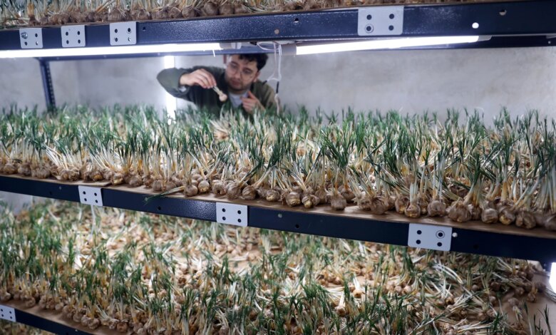 14 Metrekarede Safran Üretimi: İlk Hasat Alındı 14 Metrekarede Safran Üretimi: İlk Hasat Alındı