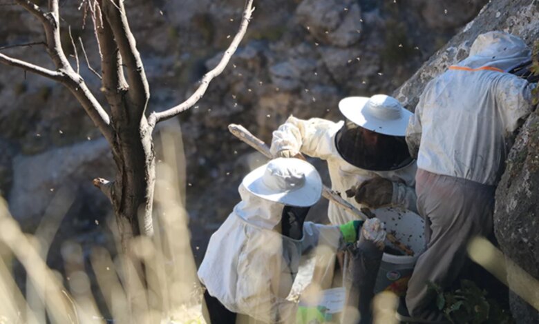 Hakkari’de Kaya Balı Hasadı Yapıldı Hakkari’de Kaya Balı Hasadı Yapıldı