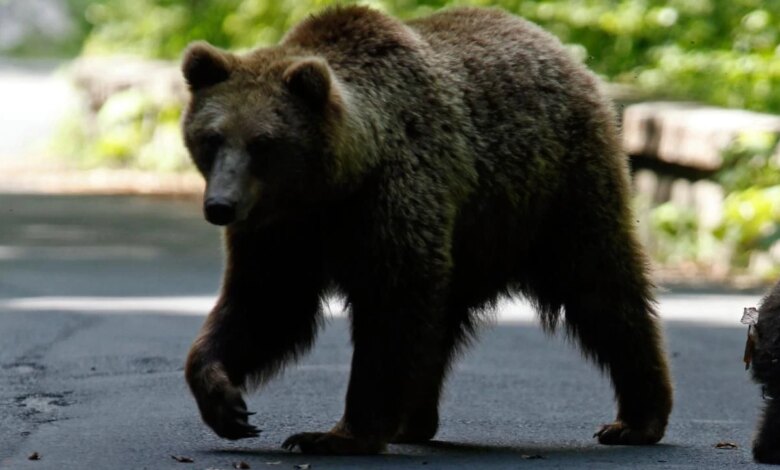 Japonya’da Ayı Saldırıları Artış Gösterdi: 10 Kişi Hayatını…