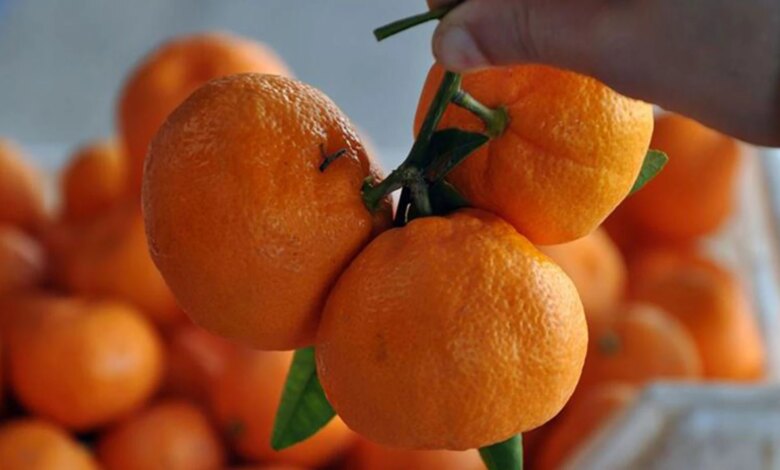 Kasım Ayında Mandalinada Fiyat Farkı Yüzde 392 Oldu Kasım Ayında Mandalinada Fiyat Farkı Yüzde 392 Oldu